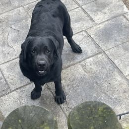 Mimi - Black female Labrador Retriever puppy in Middleboro, Massachusetts from Debonair Labs