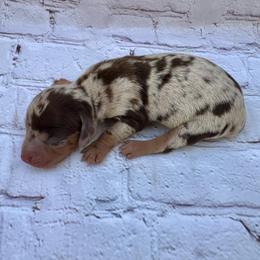 Mary - Dapple female Dachshund puppy in Colbert, Oklahoma from Brooke Crenshaw