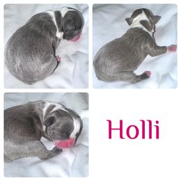 Holli - Boston Terrier puppy from Circle P's Boston Terriers
