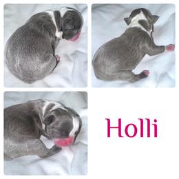 Holli - Boston Terrier puppy from Circle P's Boston Terriers