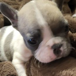 French Bulldogs from Wilkson's French Bulldogs