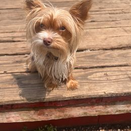 Yorkshire Terrier All Grown Up from Forest Yorkies