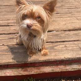 Yorkshire Terrier All Grown Up from Forest Yorkies