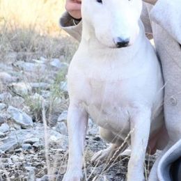 Nikolai - Bull Terrier