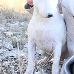 Nikolai - Bull Terrier