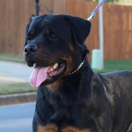 Rottweilers from Foundation's Rottweiler