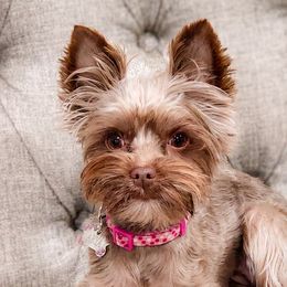 Double Doodles, Goldendoodles, Poodles, Yorkipoos, and Yorkshire Terriers from Edgewater Doodles & Designer Pups