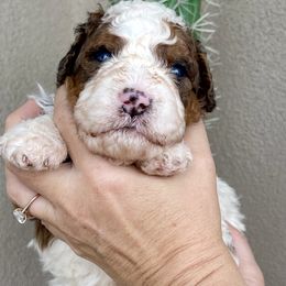 Williams - Sable male Bernedoodle puppy in Superior, Arizona from Mountain Bridge Doodles