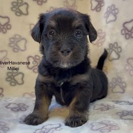 Millie - Black and tan female Havanese puppy in Lovingston, Virginia from Tye River Havanese