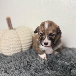 Maple (Fluffy) - Sable and white female American Corgi puppy in Fayetteville, Arkansas from Intergalactic Corgis