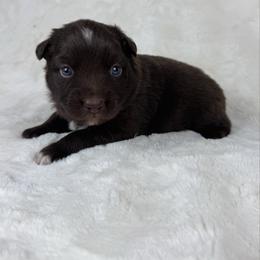 Wesley - Red & white male Miniature Australian Shepherd puppy in Bedias, Texas from JSK Aussie and Cavaliers