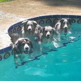 Australian Shepherds from Nature Coast Aussies