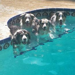 Australian Shepherds from Nature Coast Aussies