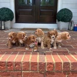Cavapoo puppies from West Cobb Dogs