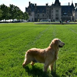 Golden Retrievers from Golden Retrievers of Camelot House