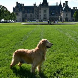 Golden Retrievers from Golden Retrievers of Camelot House
