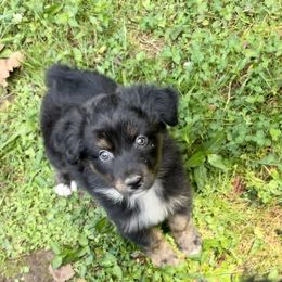 Boy 4 - Black tri-color Australian Shepherd puppy in Eddyville, Kentucky from Cactus J Aussies