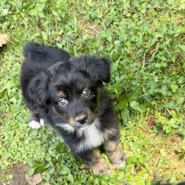Boy 4 - Black tri-color Australian Shepherd puppy in Eddyville, Kentucky from Cactus J Aussies