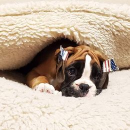 Boxer Puppies from WildRiver Boxers