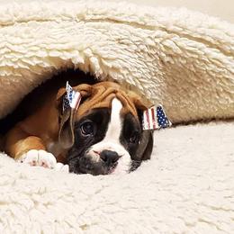 Boxer Puppies from WildRiver Boxers