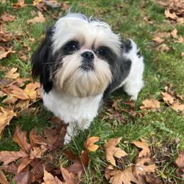 Rayleigh - Shih Tzu