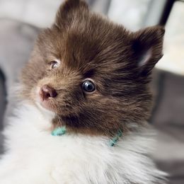 Pomeranian Puppies from Lucky Poms