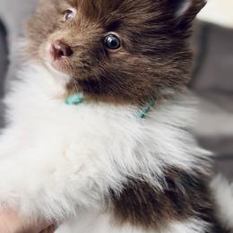 Pomeranian Puppies from Lucky Poms