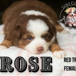 Rose - Red tri-color female Miniature American Shepherd puppy in Ferndale, California from Lost Coast Aussies
