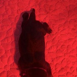 Purple Collar (F) - Black and rust female Rottweiler puppy in San Antonio, Texas from VHWilliamsRottweilers