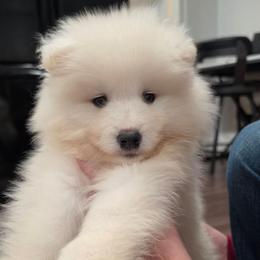Roku - White and biscuit male Samoyed puppy in West Jordan, Utah from Rocky Mountain Samoyeds