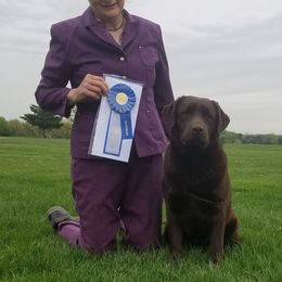 Wrigley - Labrador Retriever