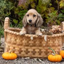 Mo - Cream male Dachshund puppy in Crystal, Michigan from Mare-bella Dachshunds