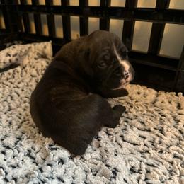 Girl 3 - Brindle female Boxer puppy in Lakeland, Florida from Cote's Boxers