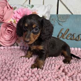 Chocolate and Tan LH Girl 2 - Chocolate and tan female Dachshund puppy in Austin, Colorado from Colorado Mini Dachshunds & Mini Pomskies