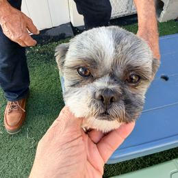 Toby - Silver and white male Shih Tzu puppy in Ocala, Florida from Yorkie  And Shih Tzu Love