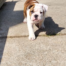 Bulldog Puppies from Mary Estabrook