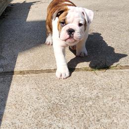 Bulldog Puppies from Mary Estabrook