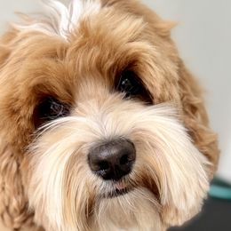 Raya - Australian Labradoodle