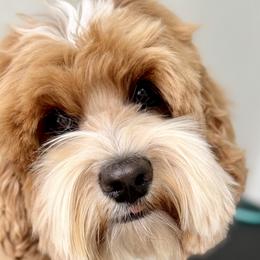 Raya - Australian Labradoodle