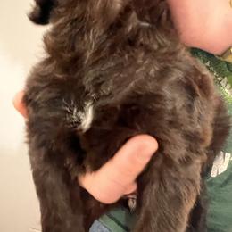 Number 9 - Brown female Wirehaired Pointing Griffon puppy in Port Orchard, Washington from American Patriot Kennels