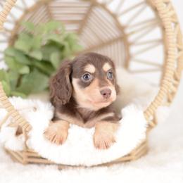 Yelena AKC Cream - Full Health Testing - Chocolate and cream female Dachshund puppy in Neosho, Missouri from A Walk In The Park