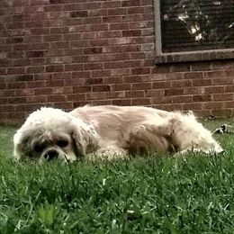 Waffles - Cocker Spaniel