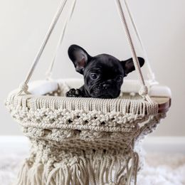 French Bulldog Puppies from Wind Ridge Frenchies