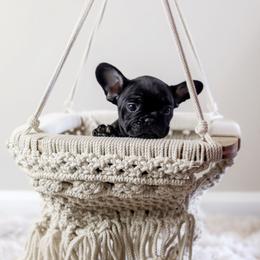 French Bulldog Puppies from Wind Ridge Frenchies