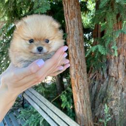 Chloe - Orange sable female Pomeranian puppy in Citrus Heights, California from Yev and Marina's Pomeranians (AKC)
