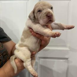 Bailey - Mantle merle female Great Dane puppy in Florida from Beachside Kennels