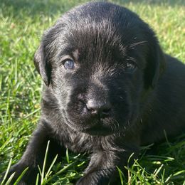 Red - Black male Labrador Retriever puppy in Tiverton, Rhode Island from Our Little Farm