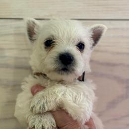 Brown Boy - White male West Highland White Terrier puppy in Boaz, Alabama from Creekside Westies