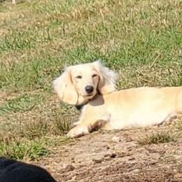 Sunny - Dachshund