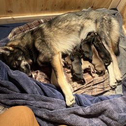 Siberian Husky Puppies from Maine Coast Huskies